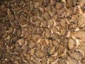 brown bat colony
