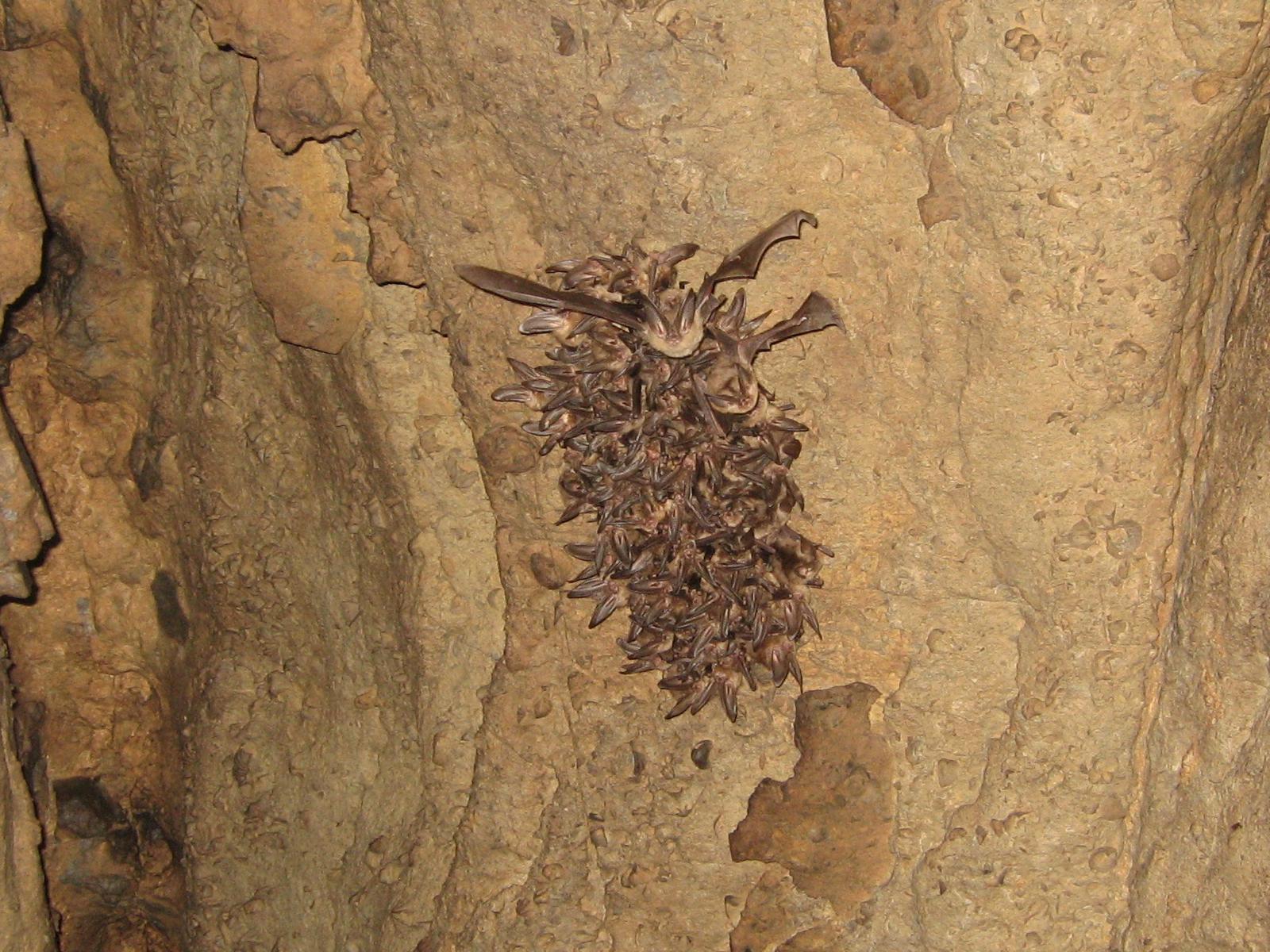 va big ear bat colony