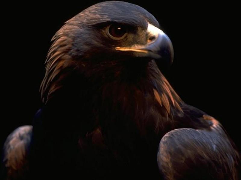 Golden Eagle