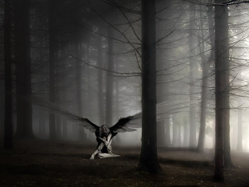 Angel Forest