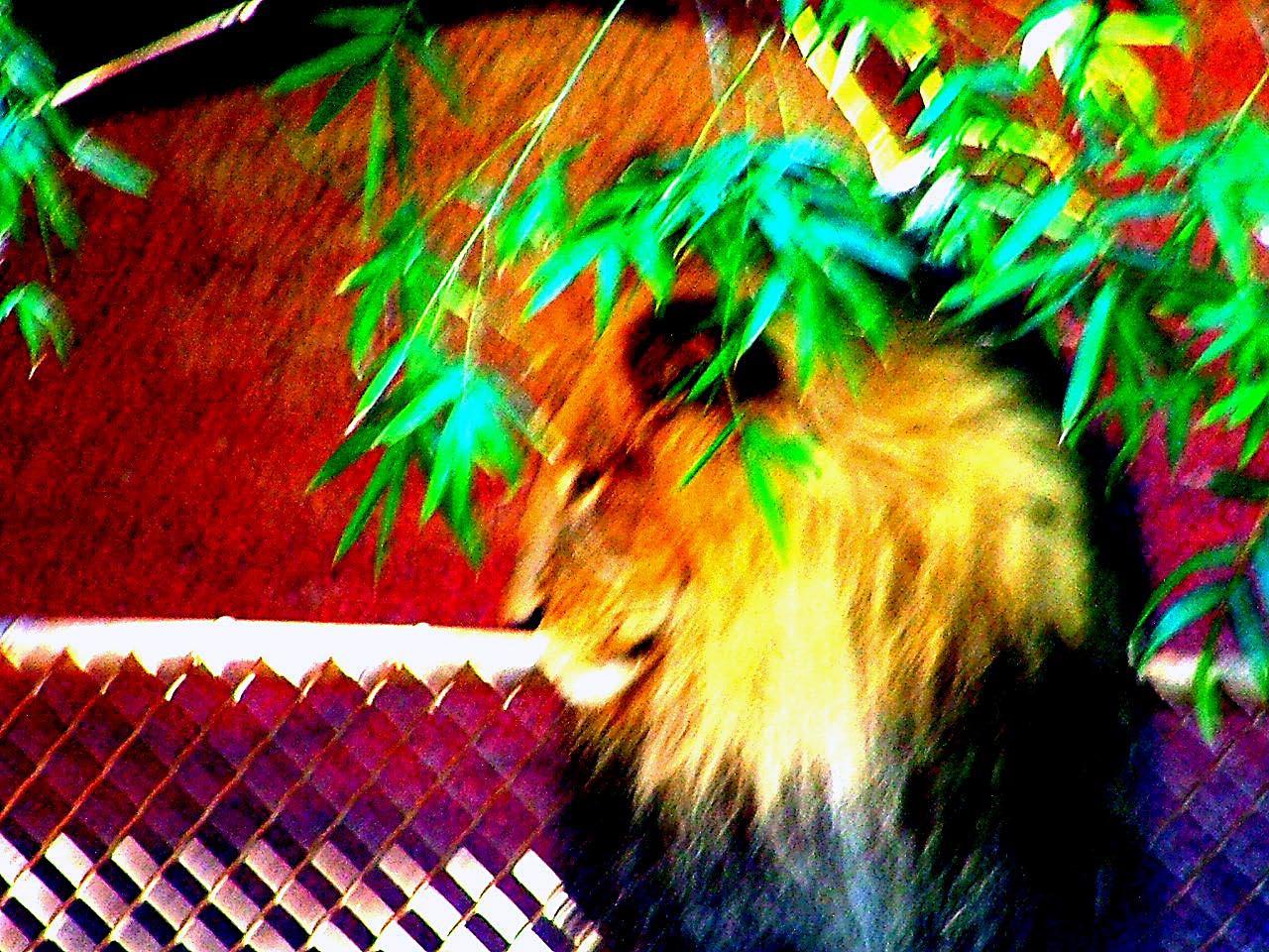 King with a crown leaves