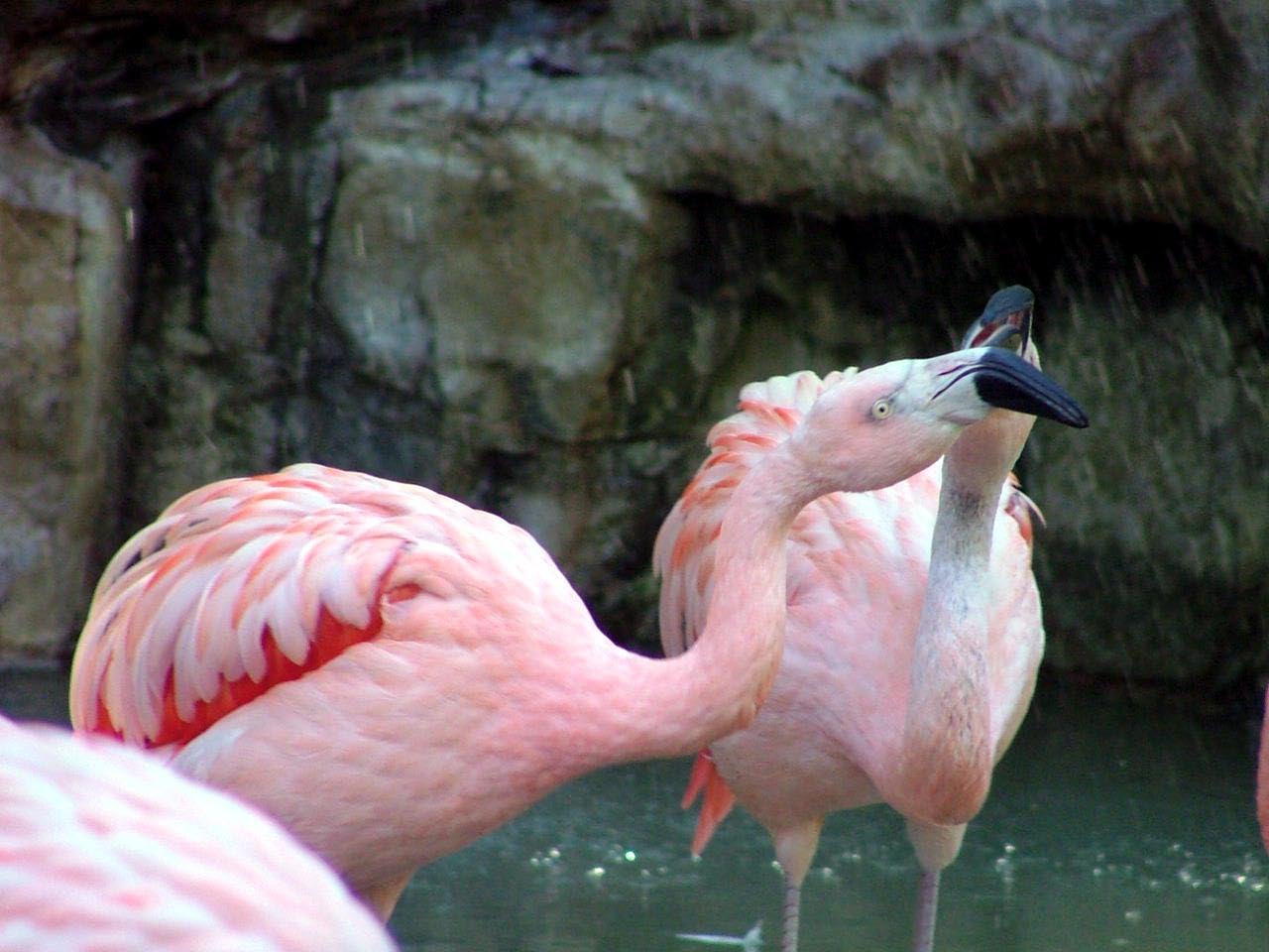 Pink Flamingo