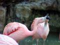 Pink Flamingo