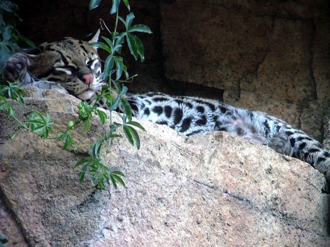 Wild Cat