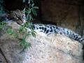 Wild Cat
