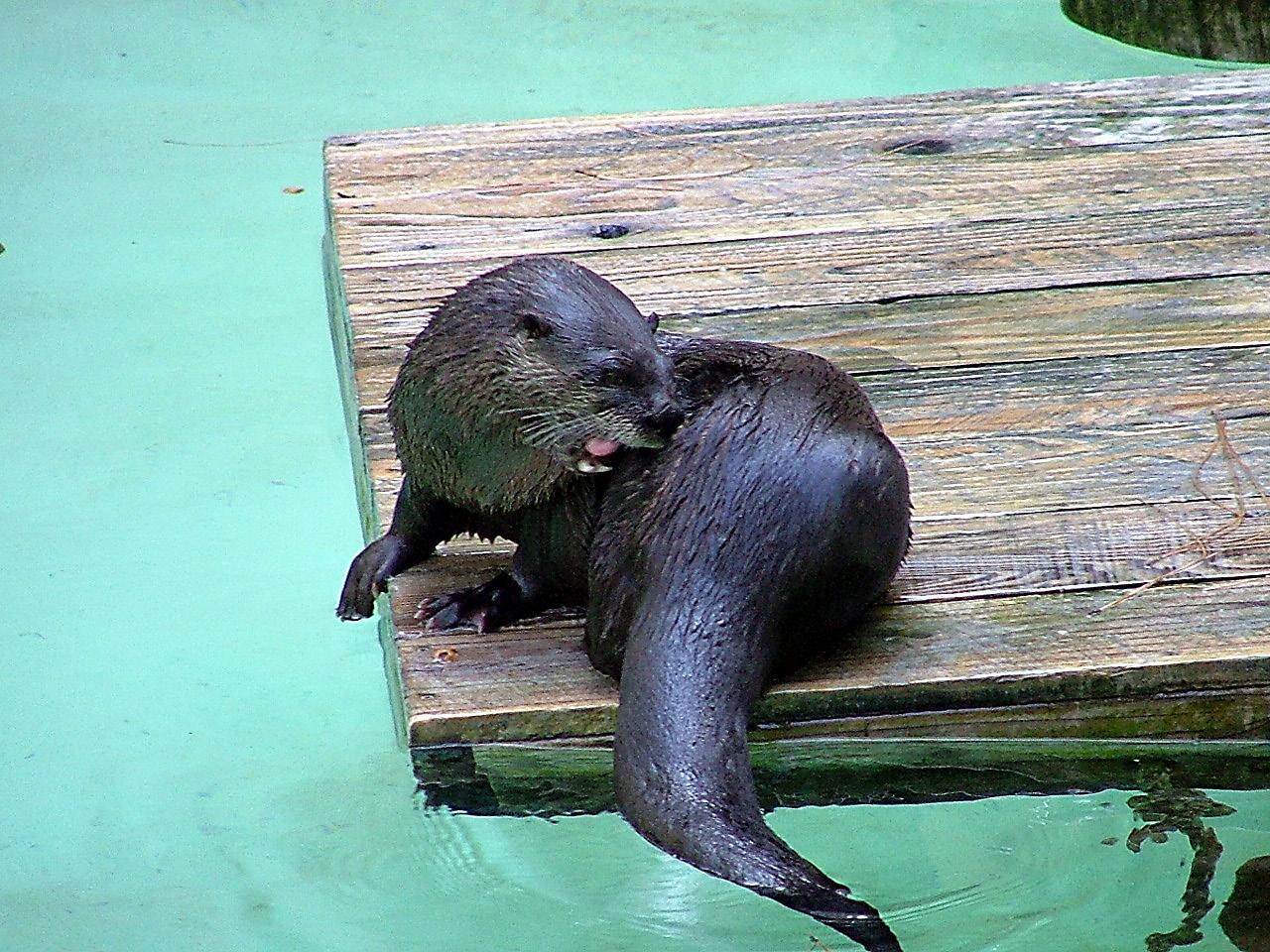 Fleas in Water?