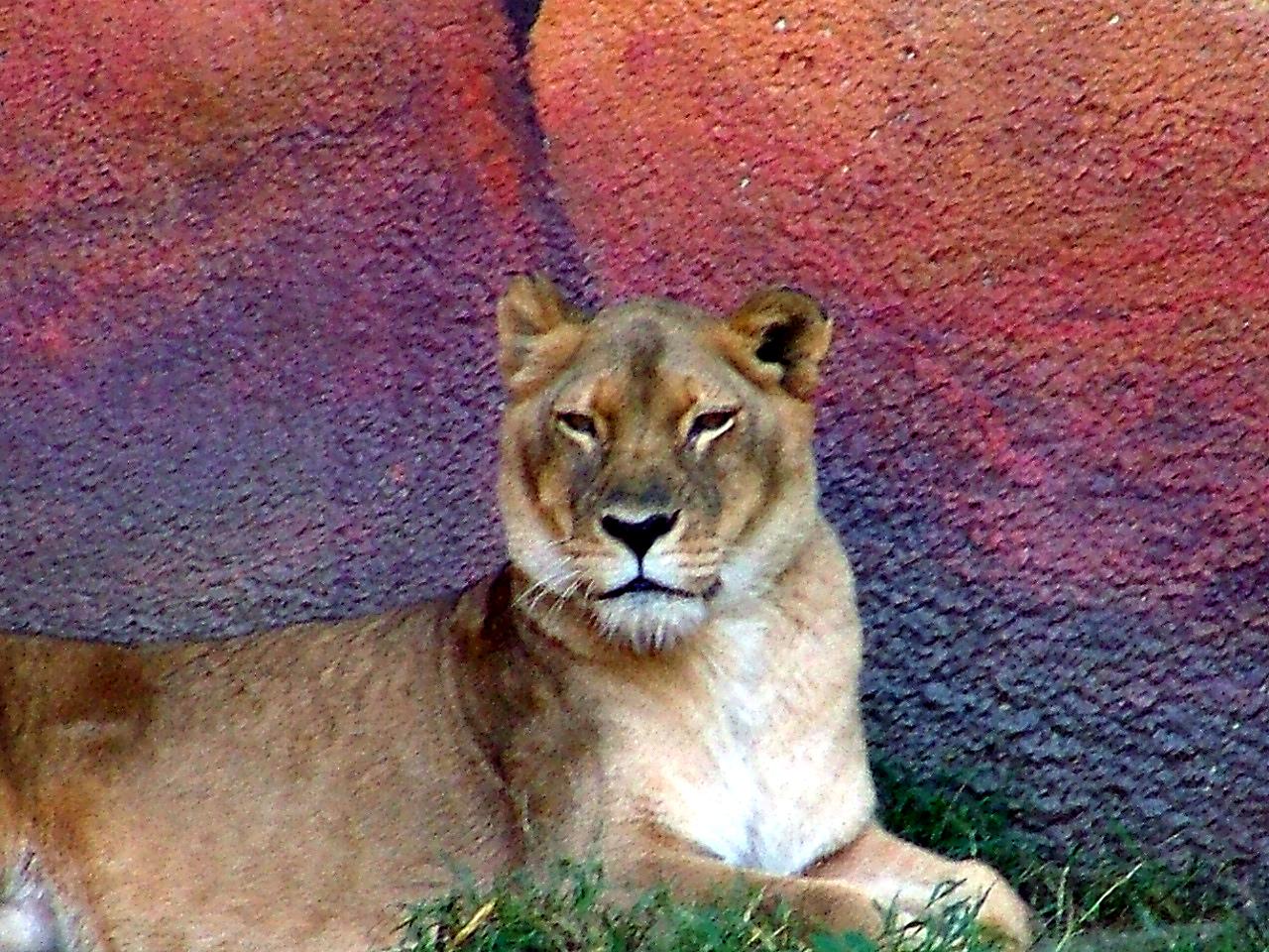 He may be King...