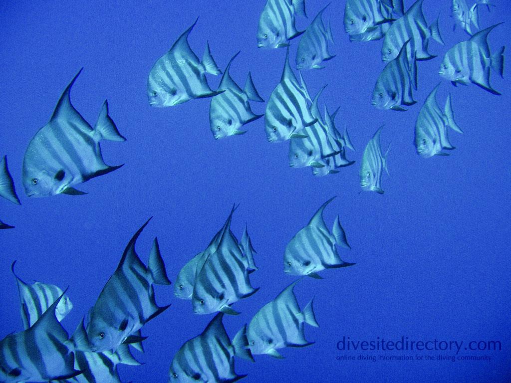 fish