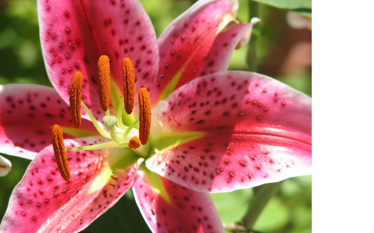 Day Lilly