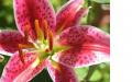 Day Lilly