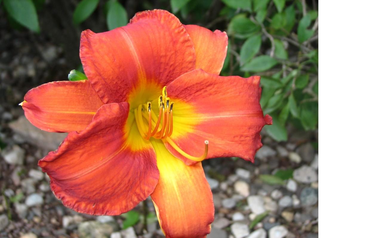 Orange Flower