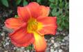 Orange Flower