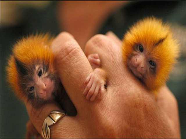 tamarin twins