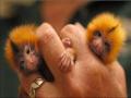 tamarin twins
