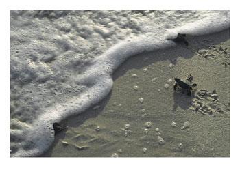 Turtle on beach