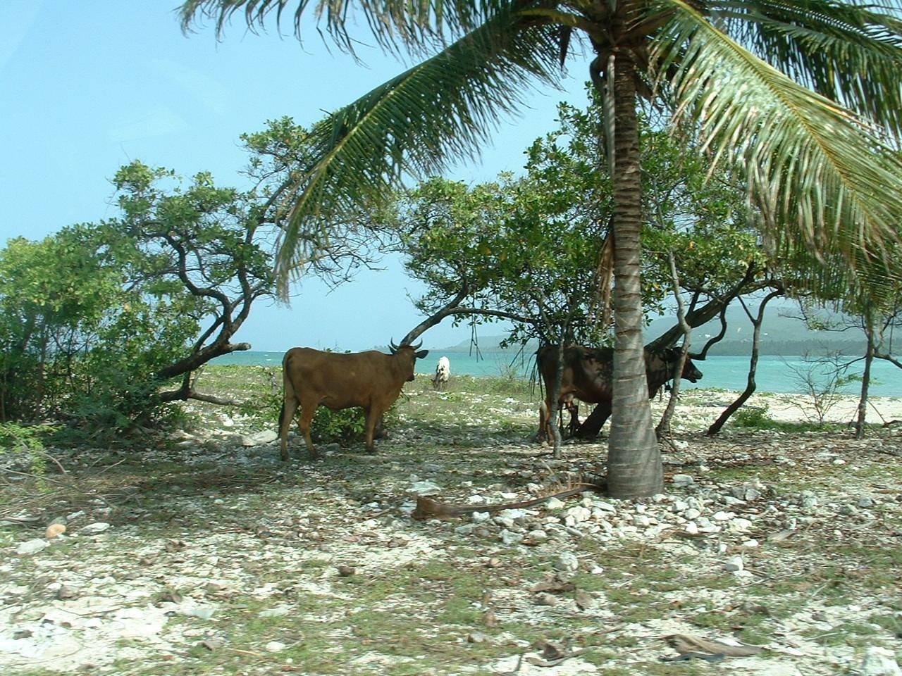 Cows on a Dominican Republic beach