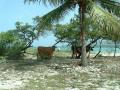 Cows on a Dominican Republic beach