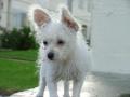 Little White Ball of Fury