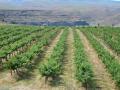 cave b vinyards