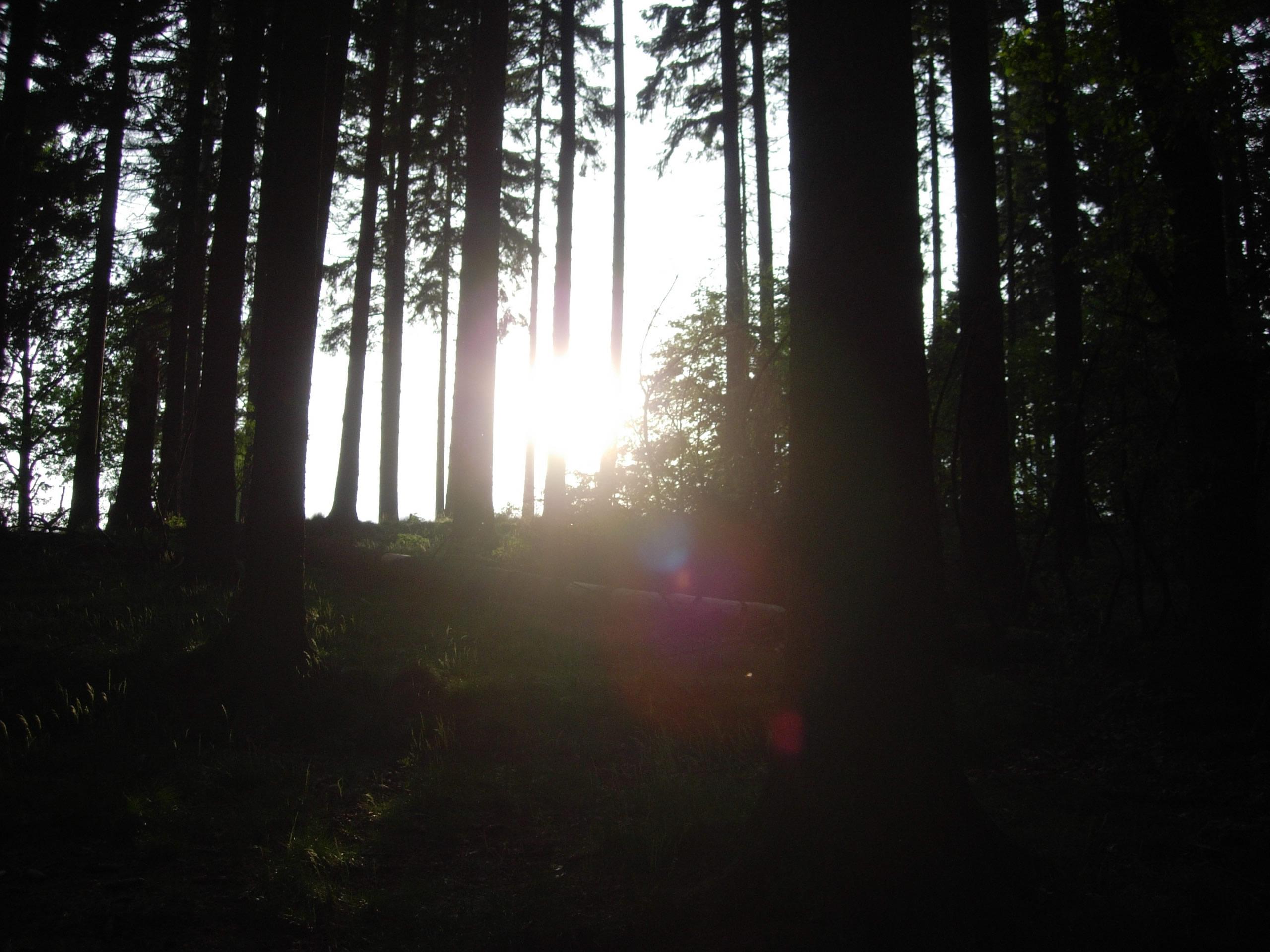 Sunset in Forest 