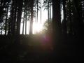 Sunset in Forest 