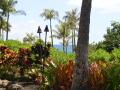 Hawaiian Plants