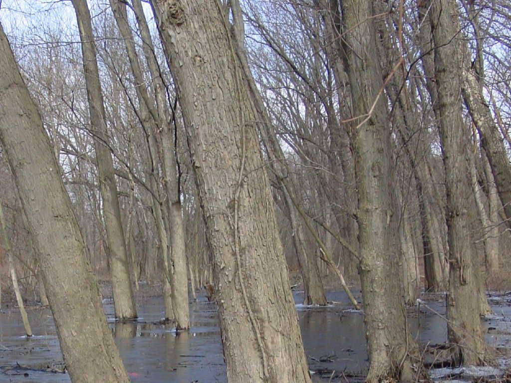 trees