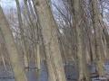 trees