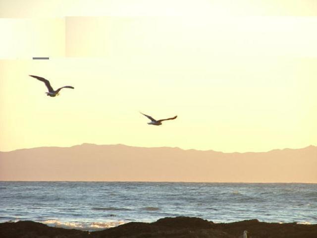 Fly