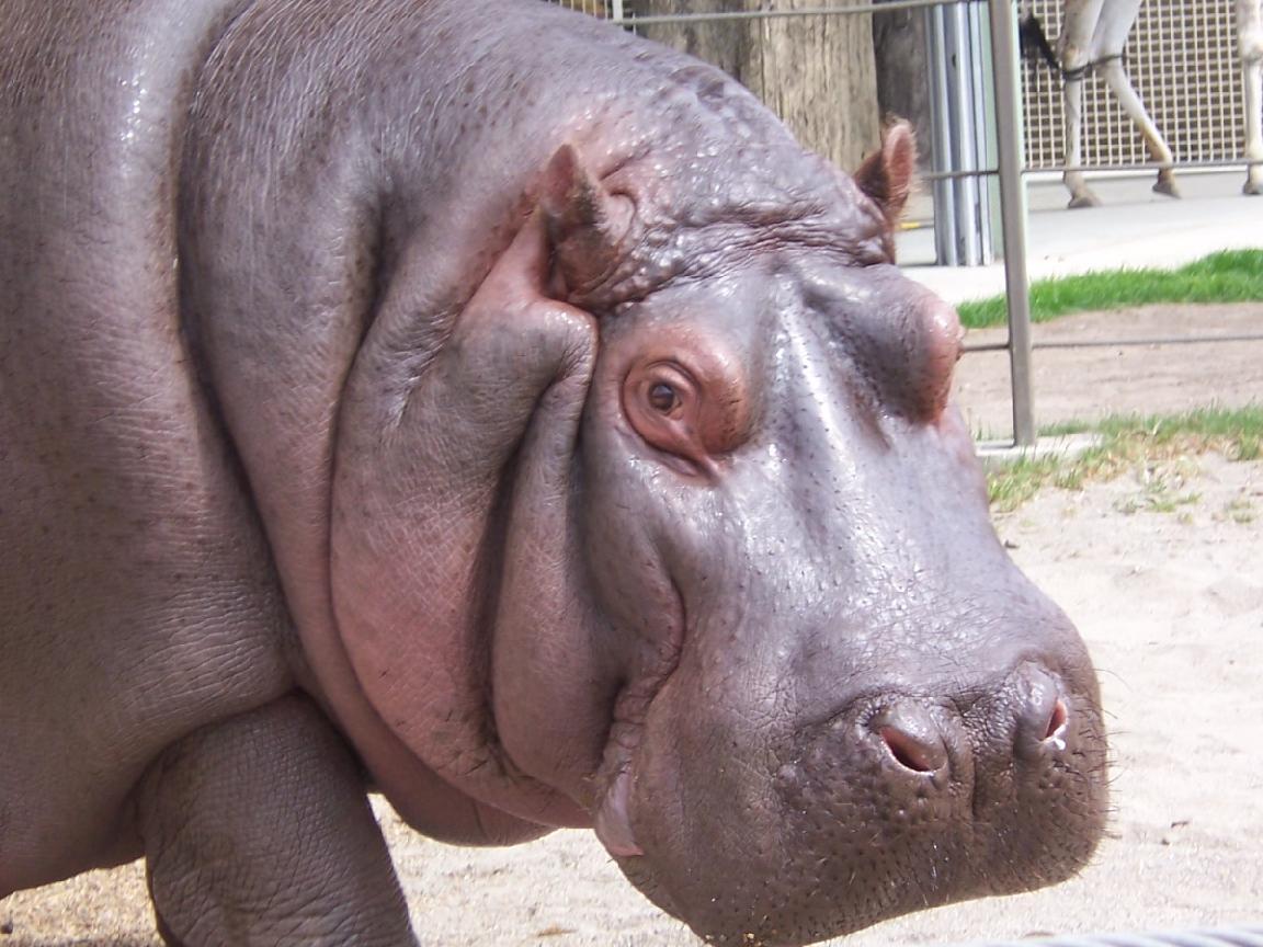 Calgary Zoo Hippo