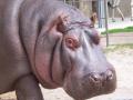 Calgary Zoo Hippo