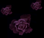 black rose