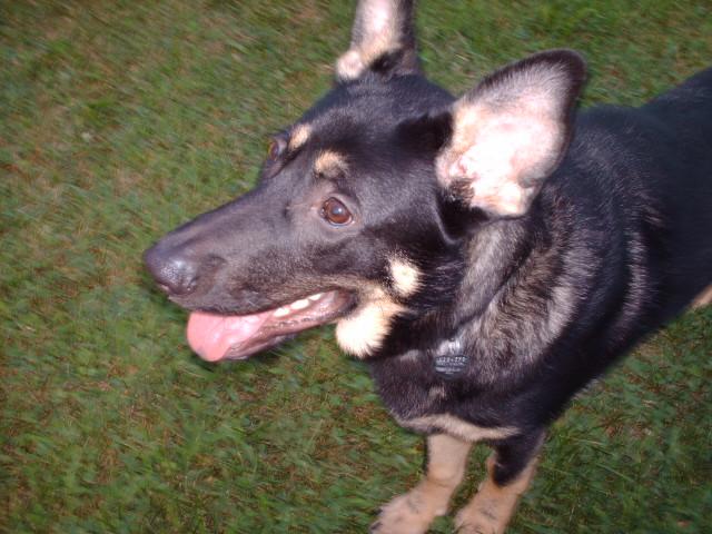 Puppy