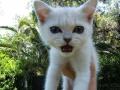 Talkative Kittie