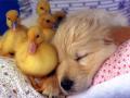 cutest thing ever
