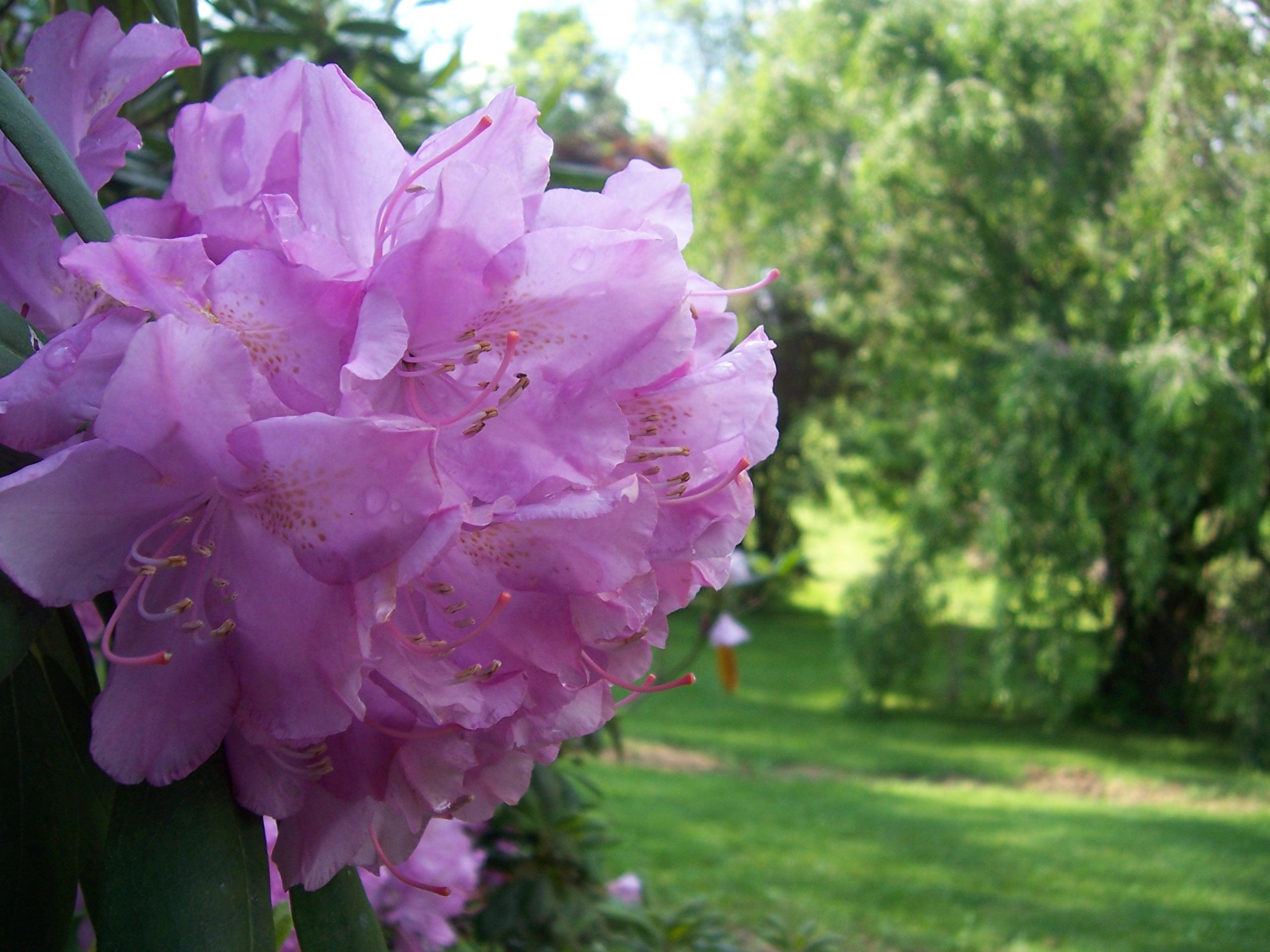 Budding Trees