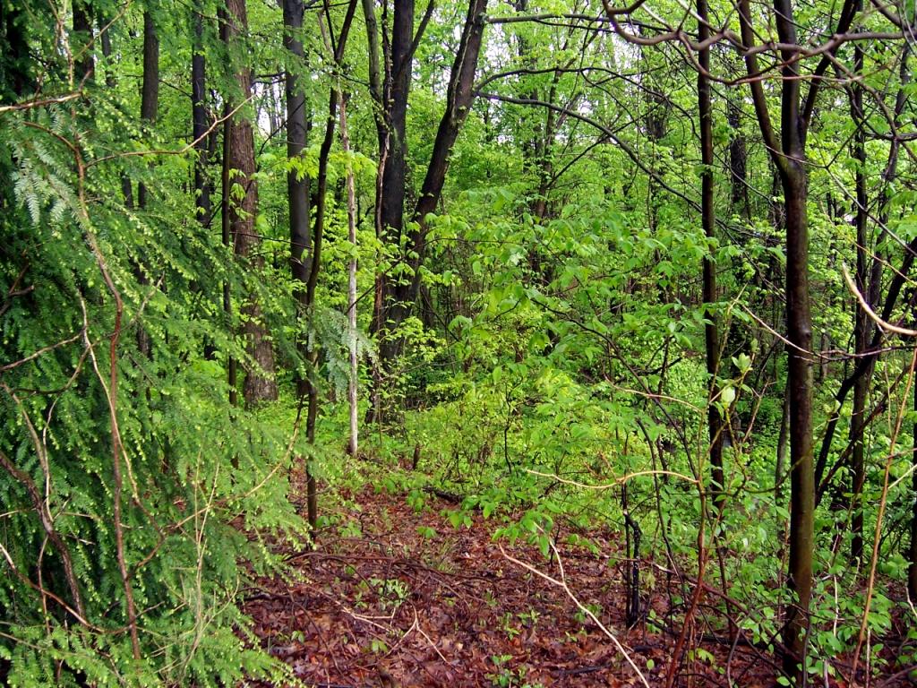 Overgrown Path