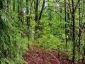 Overgrown Path