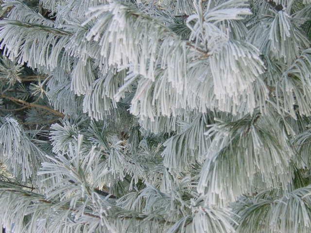 Winter Pine
