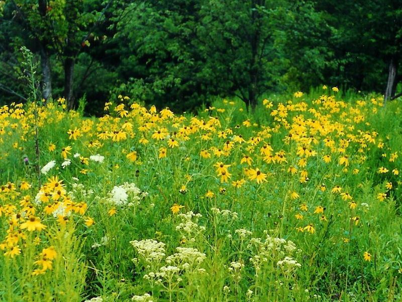 Field