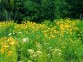 Field