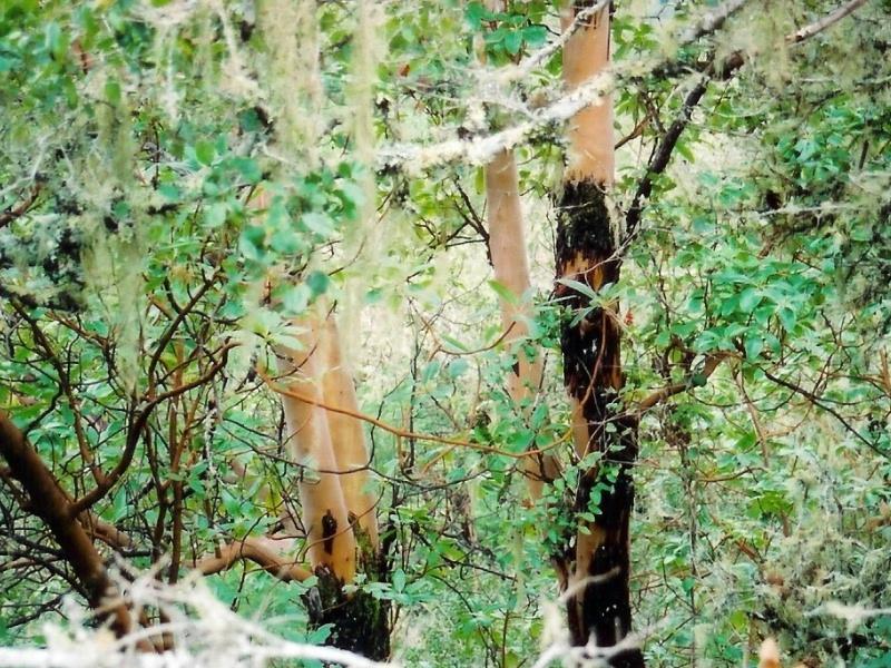Loosing Bark