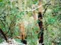 Loosing Bark