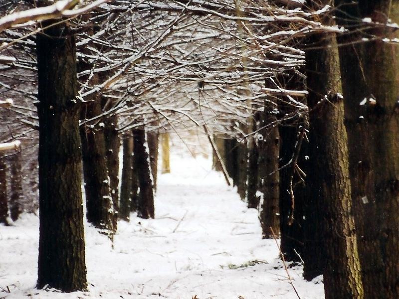 Row of Pine Trees