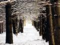 Row of Pine Trees