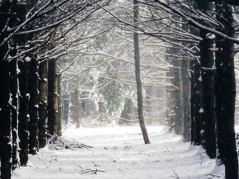 Snow Blowing