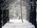 Snow Blowing