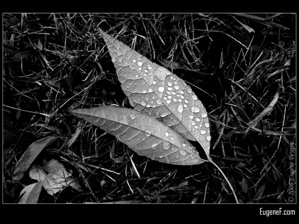leaf