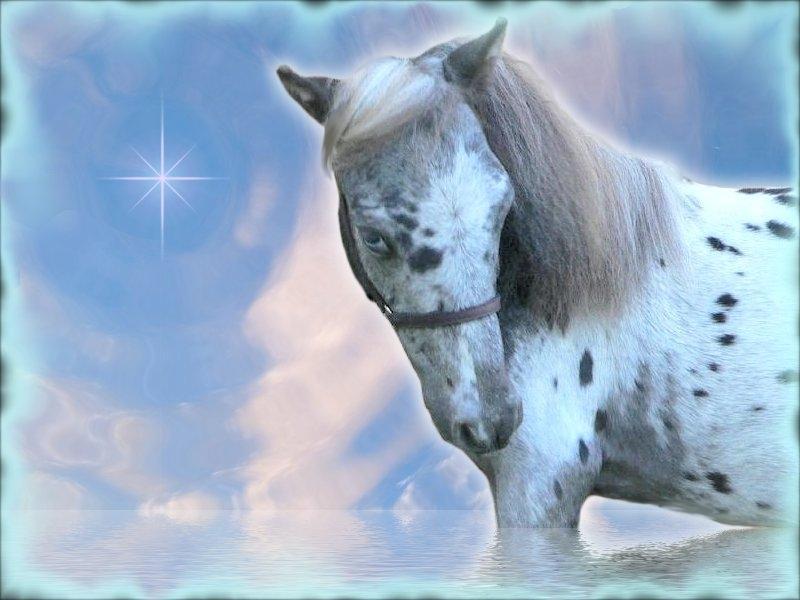 Appaloosa