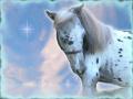 Appaloosa